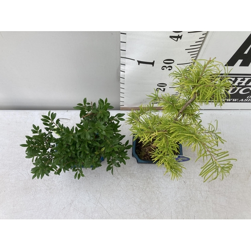 45 - TWO OUTDOOR BONSAI TREES IN CERAMIC POTS. ONE ILEX AND ONE PSEUDOLARIX APPROX 40CM -50CM IN HEIGHT P... 