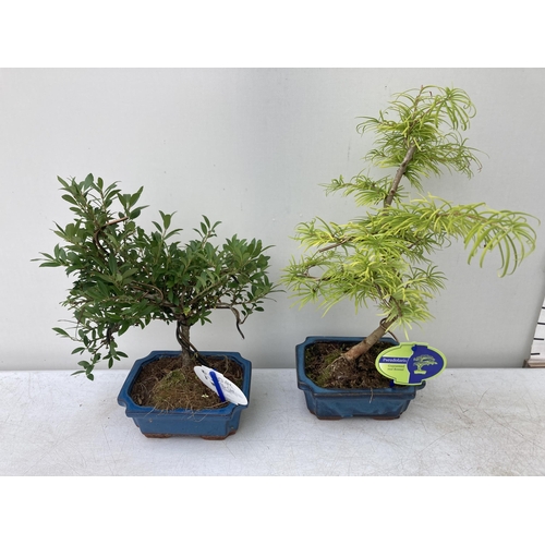 45 - TWO OUTDOOR BONSAI TREES IN CERAMIC POTS. ONE ILEX AND ONE PSEUDOLARIX APPROX 40CM -50CM IN HEIGHT P... 