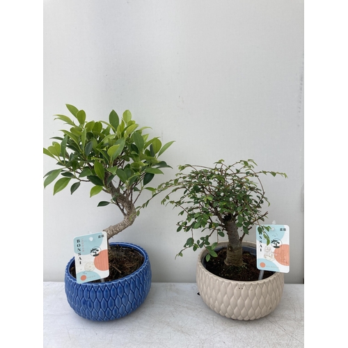 5 - FOUR MIXED INDOOR AND OUTDOOR BONSAI TREES, INDOOR- ONE FIG (FISCUS) AND ONE ZELKOVA, OUTDOOR- ONE R... 