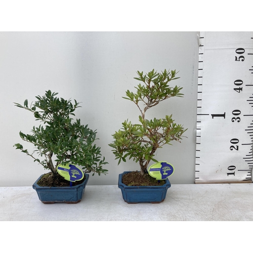 5 - FOUR MIXED INDOOR AND OUTDOOR BONSAI TREES, INDOOR- ONE FIG (FISCUS) AND ONE ZELKOVA, OUTDOOR- ONE R... 