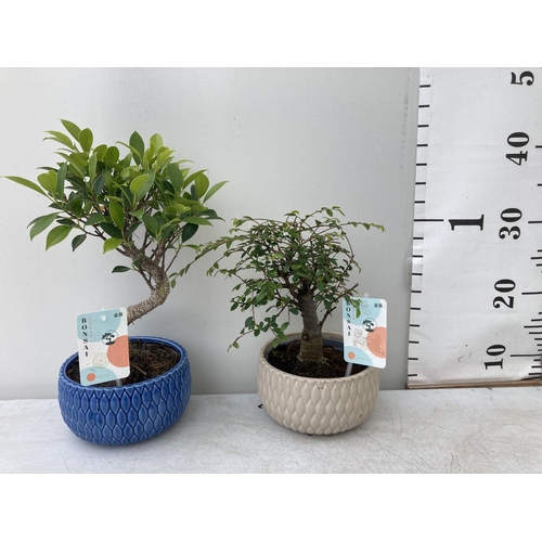 5 - FOUR MIXED INDOOR AND OUTDOOR BONSAI TREES, INDOOR- ONE FIG (FISCUS) AND ONE ZELKOVA, OUTDOOR- ONE R... 