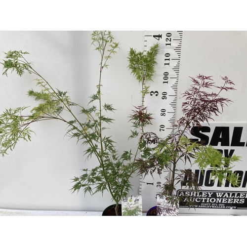 64 - TWO ACER PALMATUMS 'FIRECRACKER' AND 'SEIRYU' IN 3 LTR POTS APPROX 110-120CM IN HEIGHT PLUS VAT TO B... 