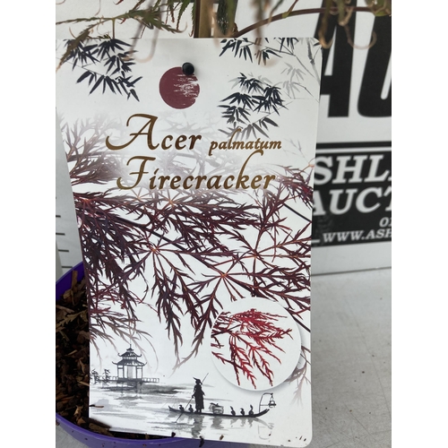 64 - TWO ACER PALMATUMS 'FIRECRACKER' AND 'SEIRYU' IN 3 LTR POTS APPROX 110-120CM IN HEIGHT PLUS VAT TO B... 