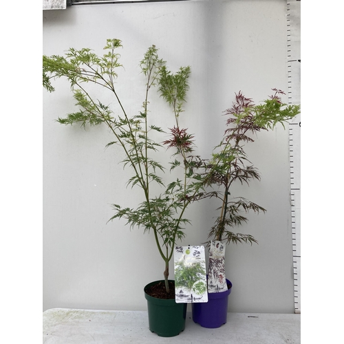 64 - TWO ACER PALMATUMS 'FIRECRACKER' AND 'SEIRYU' IN 3 LTR POTS APPROX 110-120CM IN HEIGHT PLUS VAT TO B... 