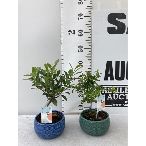 65 - TWO INDOOR BONSAI TREES IN CIRCULAR CERAMIC POTS. ONE FICUS AND ONE CARMONA APPROX 30-40CM IN HEIGHT... 