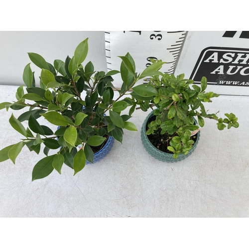 65 - TWO INDOOR BONSAI TREES IN CIRCULAR CERAMIC POTS. ONE FICUS AND ONE CARMONA APPROX 30-40CM IN HEIGHT... 