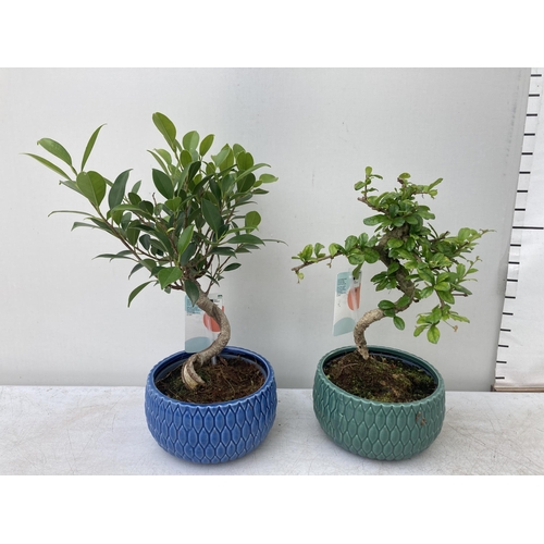 65 - TWO INDOOR BONSAI TREES IN CIRCULAR CERAMIC POTS. ONE FICUS AND ONE CARMONA APPROX 30-40CM IN HEIGHT... 