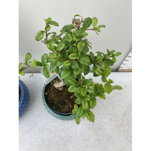 65 - TWO INDOOR BONSAI TREES IN CIRCULAR CERAMIC POTS. ONE FICUS AND ONE CARMONA APPROX 30-40CM IN HEIGHT... 