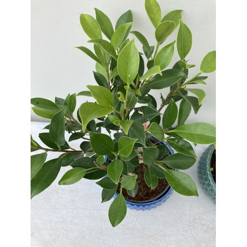 65 - TWO INDOOR BONSAI TREES IN CIRCULAR CERAMIC POTS. ONE FICUS AND ONE CARMONA APPROX 30-40CM IN HEIGHT... 