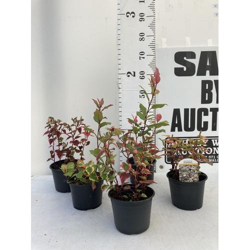 66 - MIXED LOT OF FIVE SHRUBS- THREE HOUTTENYIA 'CHAMELEON' AND TWO PHOTINIA 'LITTLE RED ROBIN' IN 2 LTR ... 