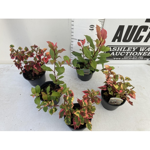 66 - MIXED LOT OF FIVE SHRUBS- THREE HOUTTENYIA 'CHAMELEON' AND TWO PHOTINIA 'LITTLE RED ROBIN' IN 2 LTR ... 