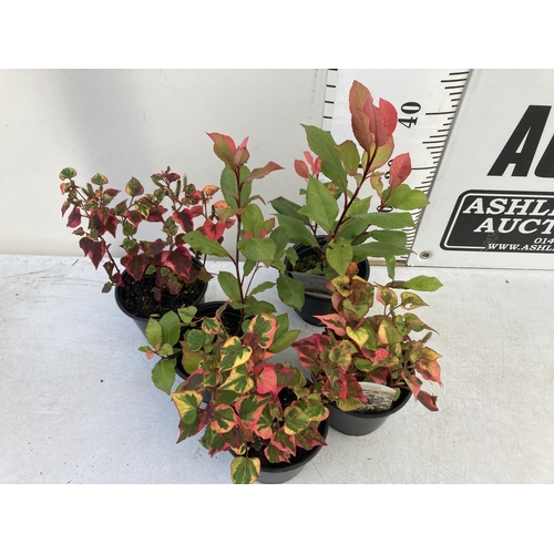 66 - MIXED LOT OF FIVE SHRUBS- THREE HOUTTENYIA 'CHAMELEON' AND TWO PHOTINIA 'LITTLE RED ROBIN' IN 2 LTR ... 