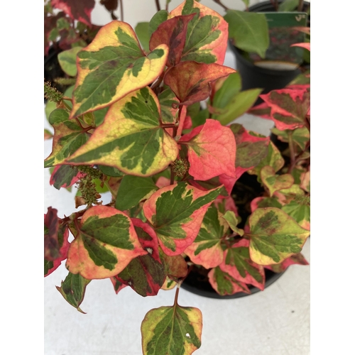 66 - MIXED LOT OF FIVE SHRUBS- THREE HOUTTENYIA 'CHAMELEON' AND TWO PHOTINIA 'LITTLE RED ROBIN' IN 2 LTR ... 