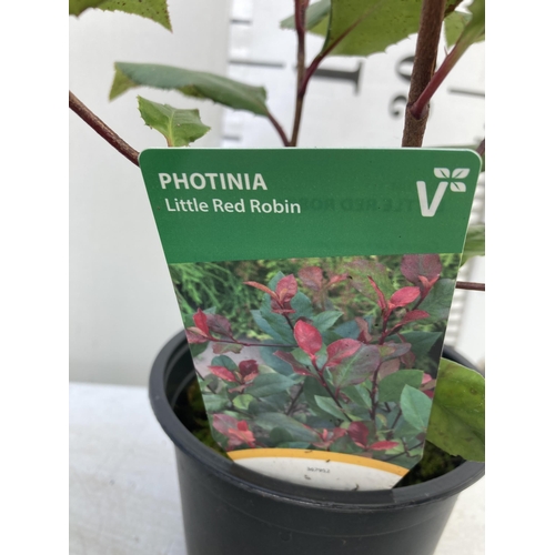 66 - MIXED LOT OF FIVE SHRUBS- THREE HOUTTENYIA 'CHAMELEON' AND TWO PHOTINIA 'LITTLE RED ROBIN' IN 2 LTR ... 