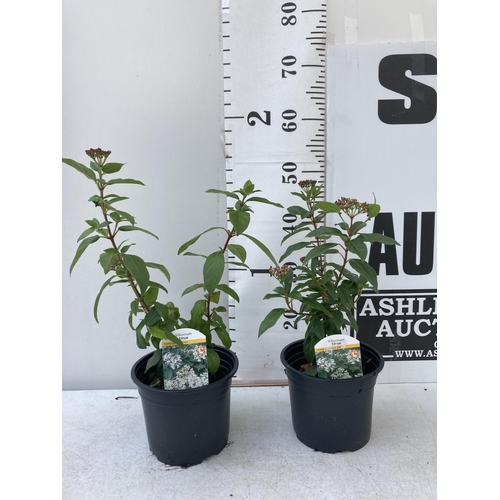 67 - TWO VIBURNUM 'TINUS' IN 2 LTR POTS APPROX 50CM IN HEIGHT PLUS VAT TO BE SOLD FOR THE TWO