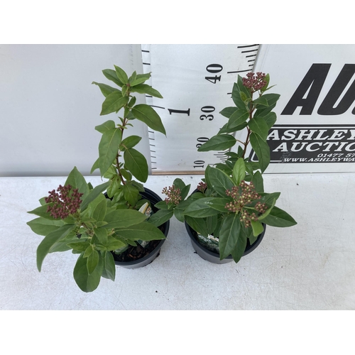 67 - TWO VIBURNUM 'TINUS' IN 2 LTR POTS APPROX 50CM IN HEIGHT PLUS VAT TO BE SOLD FOR THE TWO