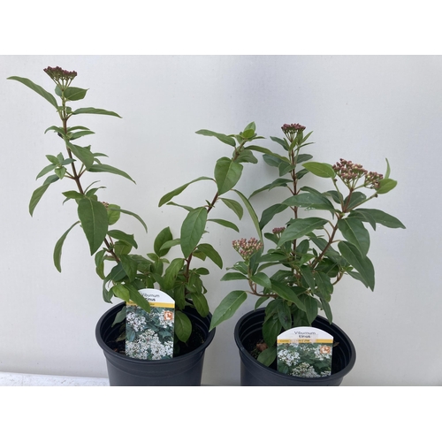 67 - TWO VIBURNUM 'TINUS' IN 2 LTR POTS APPROX 50CM IN HEIGHT PLUS VAT TO BE SOLD FOR THE TWO