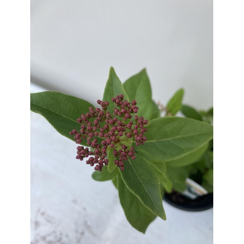 67 - TWO VIBURNUM 'TINUS' IN 2 LTR POTS APPROX 50CM IN HEIGHT PLUS VAT TO BE SOLD FOR THE TWO