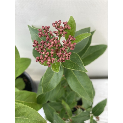 67 - TWO VIBURNUM 'TINUS' IN 2 LTR POTS APPROX 50CM IN HEIGHT PLUS VAT TO BE SOLD FOR THE TWO