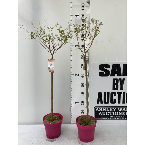 68 - TWO STANDARD SALIX INTEGRA 'FLAMINGO' APPROX 110-120CM IN HEIGHT IN 3 LTR POTS PLUS VAT TO BE SOLD F... 