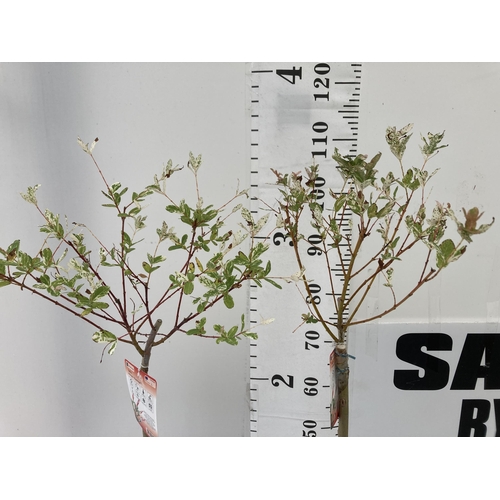 68 - TWO STANDARD SALIX INTEGRA 'FLAMINGO' APPROX 110-120CM IN HEIGHT IN 3 LTR POTS PLUS VAT TO BE SOLD F... 