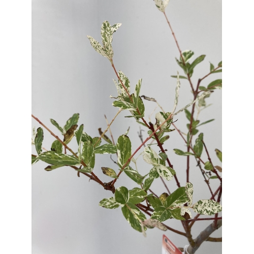 68 - TWO STANDARD SALIX INTEGRA 'FLAMINGO' APPROX 110-120CM IN HEIGHT IN 3 LTR POTS PLUS VAT TO BE SOLD F... 