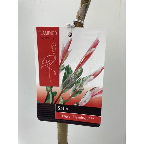 68 - TWO STANDARD SALIX INTEGRA 'FLAMINGO' APPROX 110-120CM IN HEIGHT IN 3 LTR POTS PLUS VAT TO BE SOLD F... 