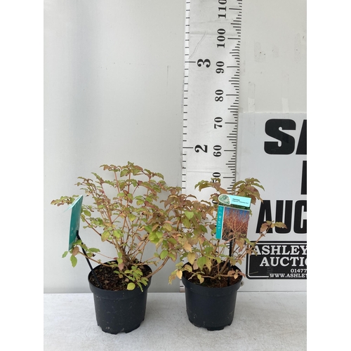 69 - TWO CORNUS SANGUINEA 'MIDWINTER FIRE' IN 4 LTR POTS APPROX 50-60CM IN HEIGHT PLUS VAT TO BE SOLD FOR... 