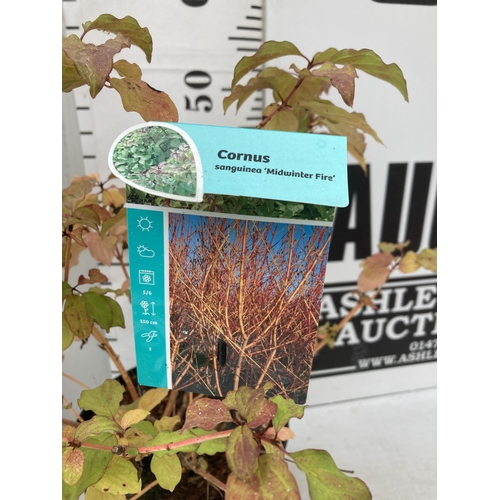 69 - TWO CORNUS SANGUINEA 'MIDWINTER FIRE' IN 4 LTR POTS APPROX 50-60CM IN HEIGHT PLUS VAT TO BE SOLD FOR... 