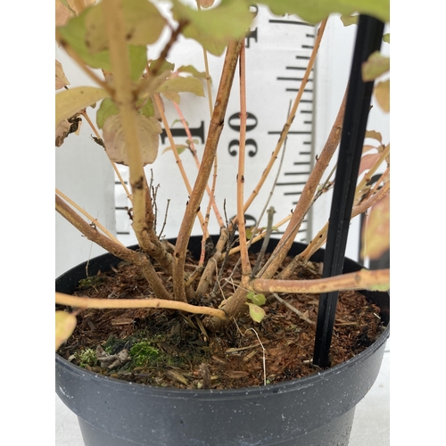 69 - TWO CORNUS SANGUINEA 'MIDWINTER FIRE' IN 4 LTR POTS APPROX 50-60CM IN HEIGHT PLUS VAT TO BE SOLD FOR... 