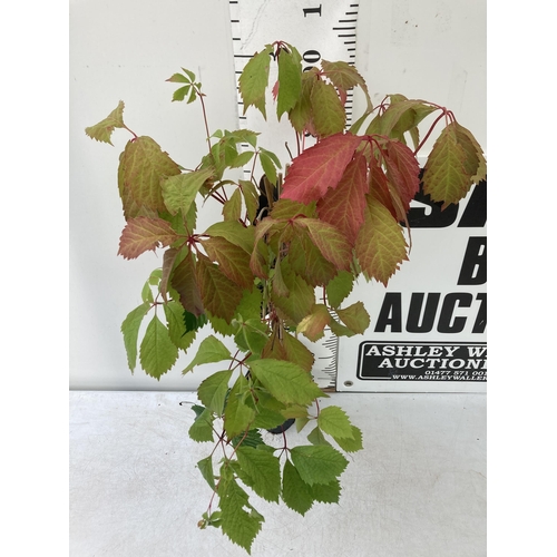 7 - ONE PARTHENOCISSUS QUINQUEFOLIA HARDY 'VIRGINA CREEPER' IN A 3 LTR POT APPROX 110CM IN HEIGHT PLUS V... 