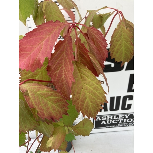 7 - ONE PARTHENOCISSUS QUINQUEFOLIA HARDY 'VIRGINA CREEPER' IN A 3 LTR POT APPROX 110CM IN HEIGHT PLUS V... 