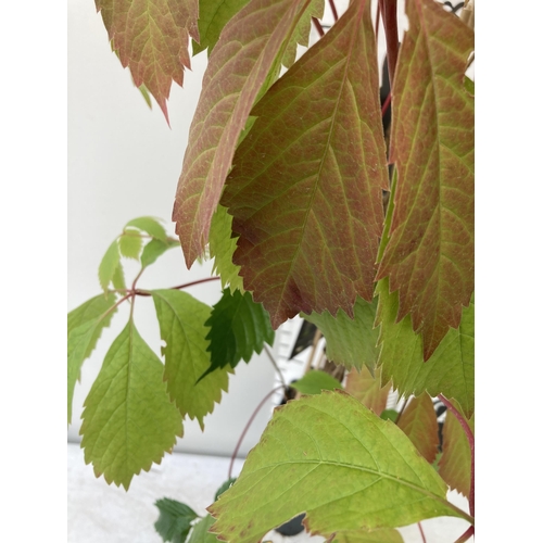 7 - ONE PARTHENOCISSUS QUINQUEFOLIA HARDY 'VIRGINA CREEPER' IN A 3 LTR POT APPROX 110CM IN HEIGHT PLUS V... 