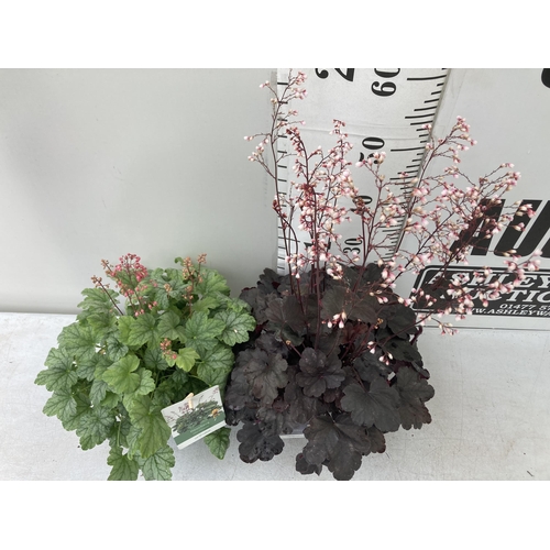 70 - TWO MIXED HEUCHERAS BABY BELLS IN FLOWER 'STARRY NIGHT' AND 'MINT MARQUESS' IN 2 LTR POTS 40-70CM IN... 