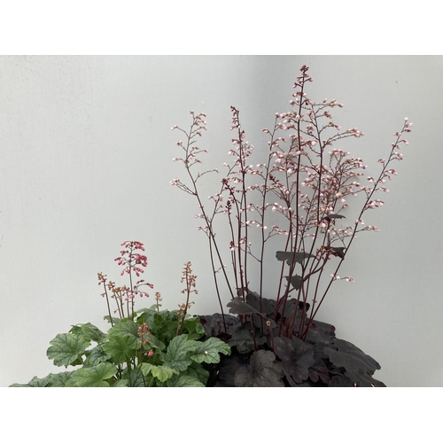 70 - TWO MIXED HEUCHERAS BABY BELLS IN FLOWER 'STARRY NIGHT' AND 'MINT MARQUESS' IN 2 LTR POTS 40-70CM IN... 