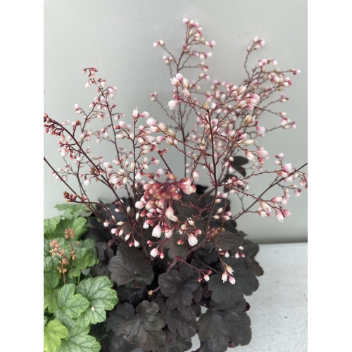 70 - TWO MIXED HEUCHERAS BABY BELLS IN FLOWER 'STARRY NIGHT' AND 'MINT MARQUESS' IN 2 LTR POTS 40-70CM IN... 