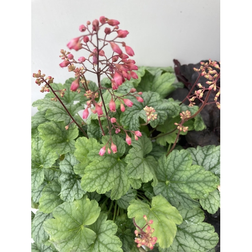 70 - TWO MIXED HEUCHERAS BABY BELLS IN FLOWER 'STARRY NIGHT' AND 'MINT MARQUESS' IN 2 LTR POTS 40-70CM IN... 