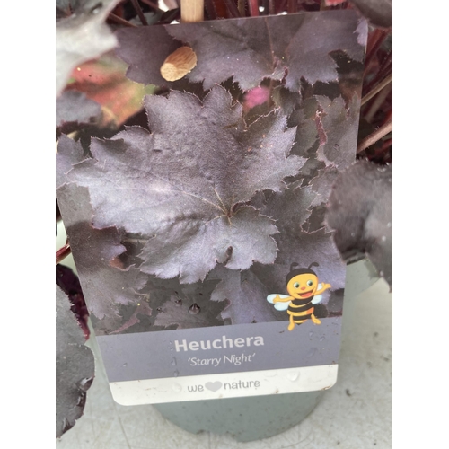 70 - TWO MIXED HEUCHERAS BABY BELLS IN FLOWER 'STARRY NIGHT' AND 'MINT MARQUESS' IN 2 LTR POTS 40-70CM IN... 