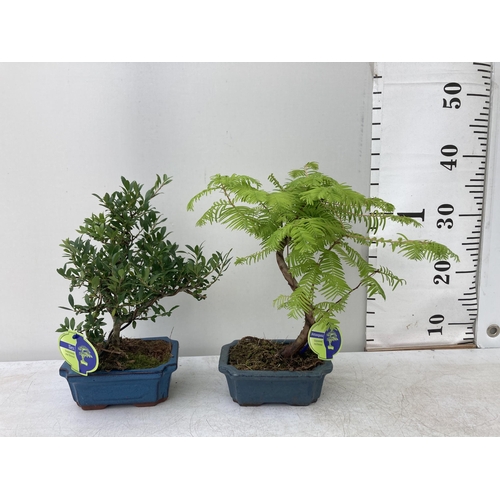 77 - TWO OUTDOOR BONSAI TREES IN CERAMIC POTS. ONE ILEX AND ONE METASEQUOIA APPROX 40CM  IN HEIGHT PLUS V... 