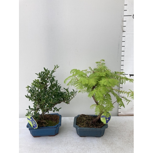 77 - TWO OUTDOOR BONSAI TREES IN CERAMIC POTS. ONE ILEX AND ONE METASEQUOIA APPROX 40CM  IN HEIGHT PLUS V... 