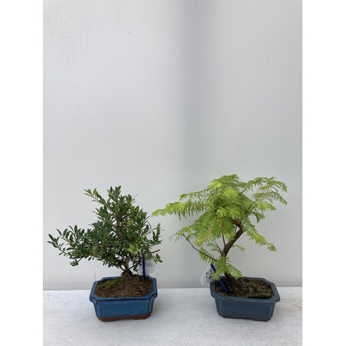 77 - TWO OUTDOOR BONSAI TREES IN CERAMIC POTS. ONE ILEX AND ONE METASEQUOIA APPROX 40CM  IN HEIGHT PLUS V... 