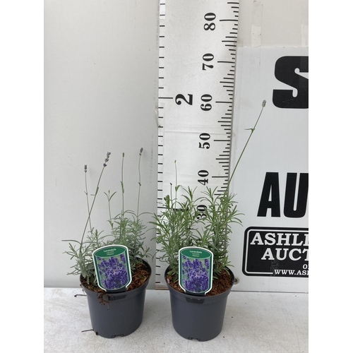 8 - TWO LAVENDER LAVANDULA AUGUSTIFOLIA 'HIDCOTE' IN 2 LTR POTS IN FLOWER APPROX 50CM IN HEIGHT NO VAT T... 