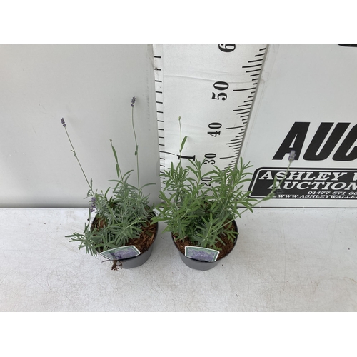 8 - TWO LAVENDER LAVANDULA AUGUSTIFOLIA 'HIDCOTE' IN 2 LTR POTS IN FLOWER APPROX 50CM IN HEIGHT NO VAT T... 