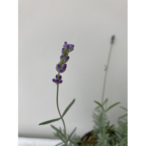 8 - TWO LAVENDER LAVANDULA AUGUSTIFOLIA 'HIDCOTE' IN 2 LTR POTS IN FLOWER APPROX 50CM IN HEIGHT NO VAT T... 