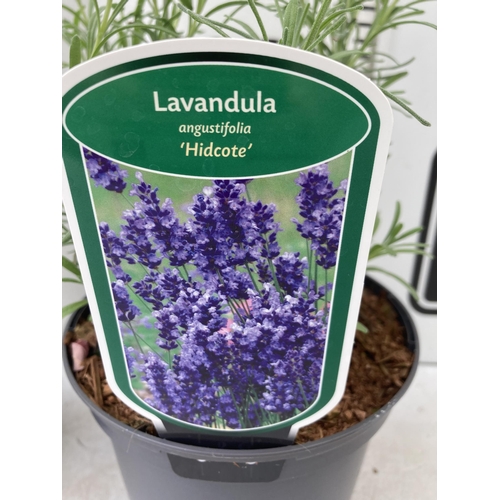 8 - TWO LAVENDER LAVANDULA AUGUSTIFOLIA 'HIDCOTE' IN 2 LTR POTS IN FLOWER APPROX 50CM IN HEIGHT NO VAT T... 