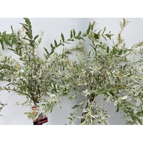 9 - TWO STANDARD TWISTED STEM PLAITED SALIX INTEGRA 'FLAMINGO' APPROX 110CM IN HEIGHT IN 3 LTR POTS PLUS... 