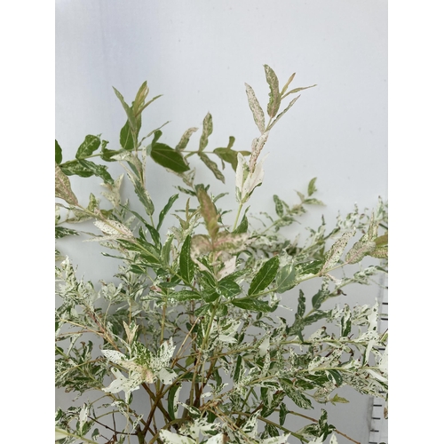 9 - TWO STANDARD TWISTED STEM PLAITED SALIX INTEGRA 'FLAMINGO' APPROX 110CM IN HEIGHT IN 3 LTR POTS PLUS... 