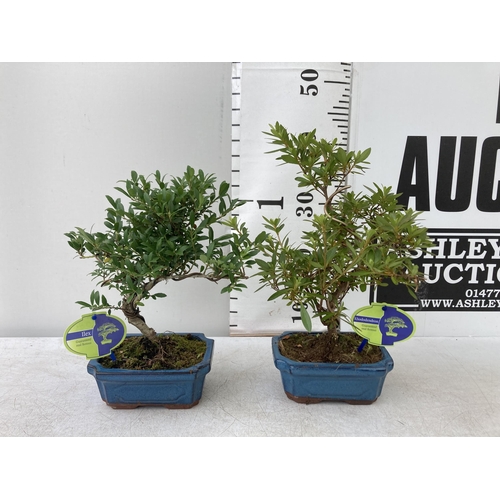 91 - TWO OUTDOOR BONSAI TREES IN CERAMIC POTS. ONE RHODODENDRON AND ONE ILEX APPROX 40CM IN HEIGHT PLUS V... 