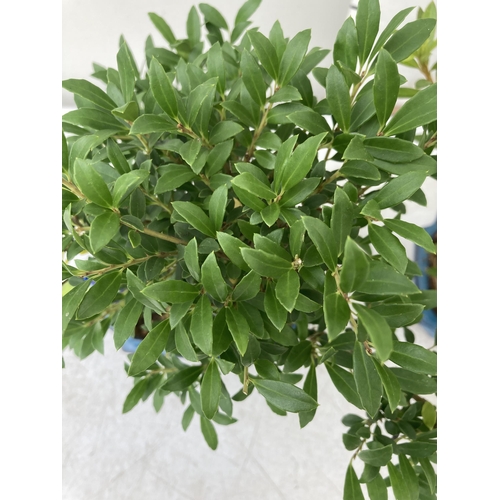 91 - TWO OUTDOOR BONSAI TREES IN CERAMIC POTS. ONE RHODODENDRON AND ONE ILEX APPROX 40CM IN HEIGHT PLUS V... 