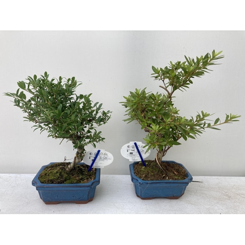 91 - TWO OUTDOOR BONSAI TREES IN CERAMIC POTS. ONE RHODODENDRON AND ONE ILEX APPROX 40CM IN HEIGHT PLUS V... 